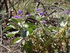 Solanum quadriloculatum