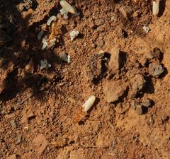 Camponotus cuneiscapus