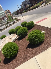 Buxus