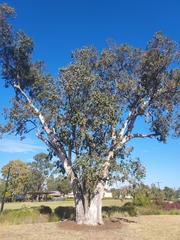 Eucalyptus populnea