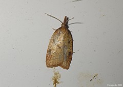 Sparganothis xanthoides