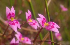 Stylidium fluminense