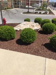 Buxus