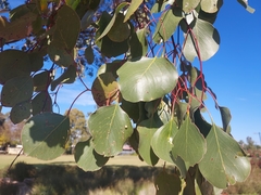 Eucalyptus populnea