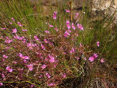 Stylidium fluminense