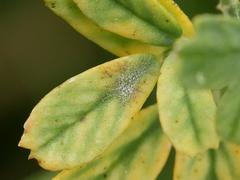 Erysiphe pisi