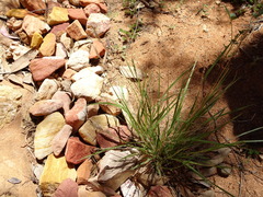 Enneapogon polyphyllus