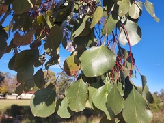 Eucalyptus populnea