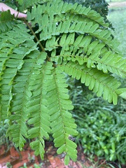 Peltophorum