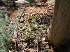 Malvastrum americanum