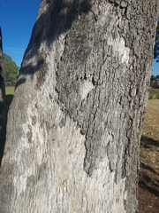 Eucalyptus populnea