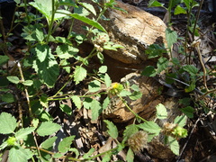 Malvastrum americanum