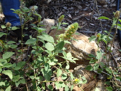 Malvastrum americanum