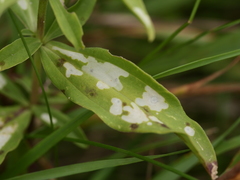 Scaptomyza graminum
