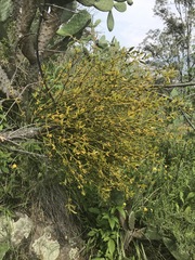 Phoradendron velutinum