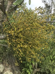 Phoradendron velutinum