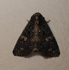 Condica dolorosa