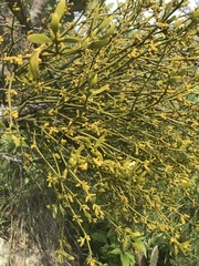 Phoradendron velutinum