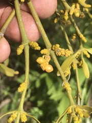 Phoradendron velutinum
