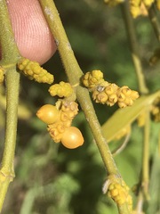 Phoradendron velutinum