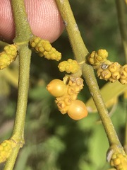 Phoradendron velutinum