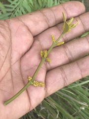 Phoradendron velutinum