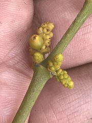 Phoradendron velutinum