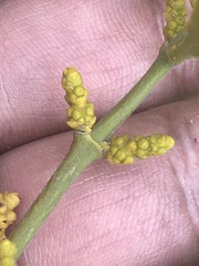 Phoradendron velutinum