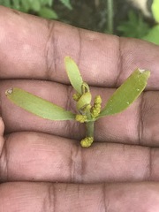 Phoradendron velutinum