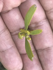 Phoradendron velutinum