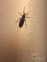 Plecia ruficollis