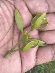 Phoradendron velutinum