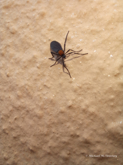 Plecia ruficollis