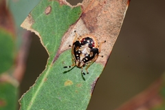 Anischys luteovarius