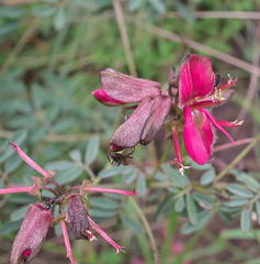 Indigofera hedyantha