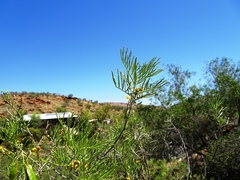 Senna artemisioides artemisioides