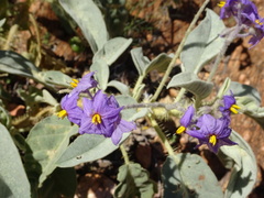 Solanum quadriloculatum