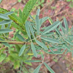 Indigofera hedyantha