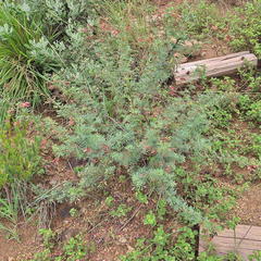 Indigofera hedyantha