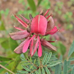 Indigofera hedyantha