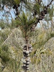 Allocasuarina paradoxa
