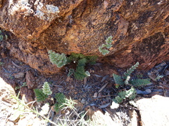 Cheilanthes lasiophylla