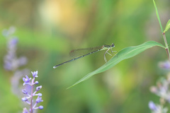 Pseudocopera annulata