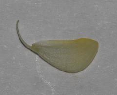 Aspalathus prostrata