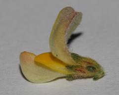 Aspalathus prostrata