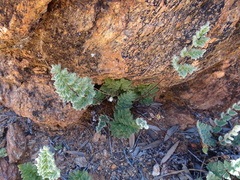 Cheilanthes lasiophylla
