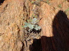 Senna artemisioides helmsii