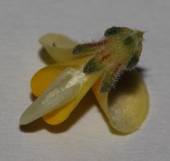 Aspalathus prostrata