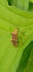 Gonocerini