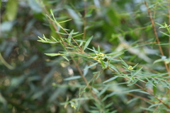 Pimelea neoanglica